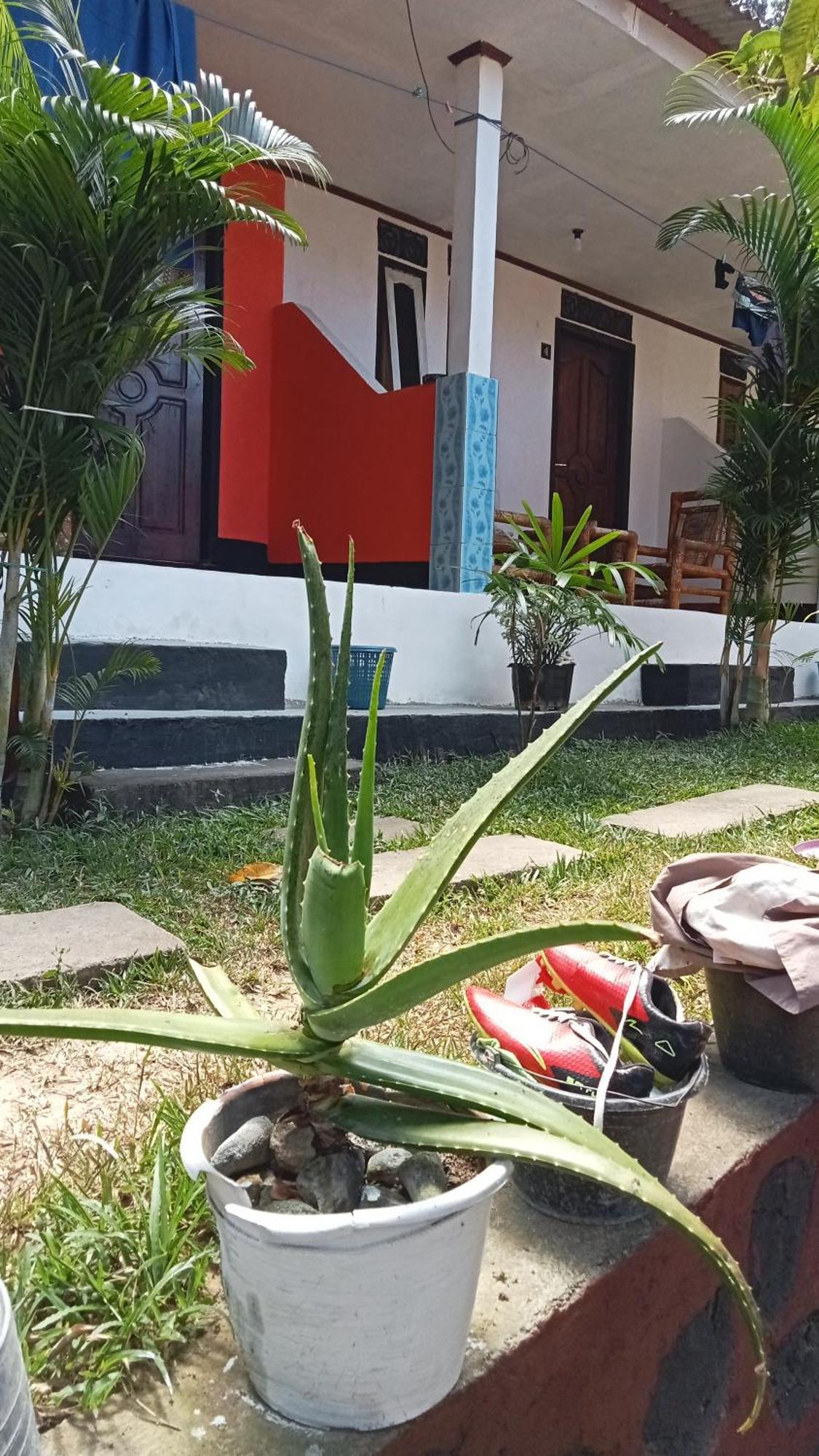 Roy Homestay Kuta Kuta  Экстерьер фото